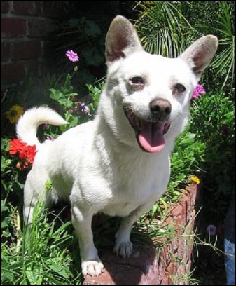 Chihuahua mix - white dog